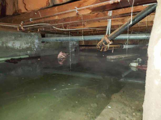 Best Professional water damage repair  in Smithfield, VA